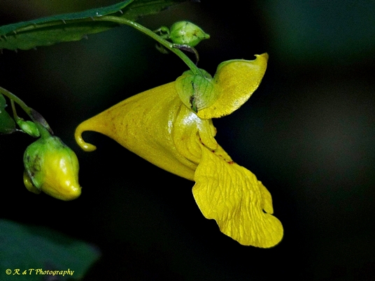{Impatiens pallida}